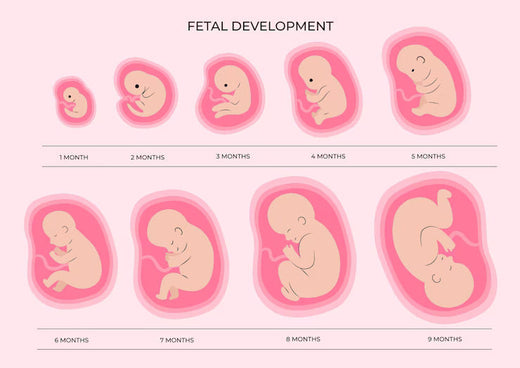 Fetal Growth Chart: Weekly Baby Length and Weight